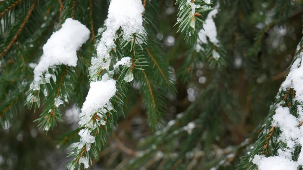Брянцы отмечают Наумов день