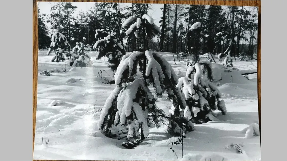 Брянцам показали фото зимнего пейзажа в Навлинском районе